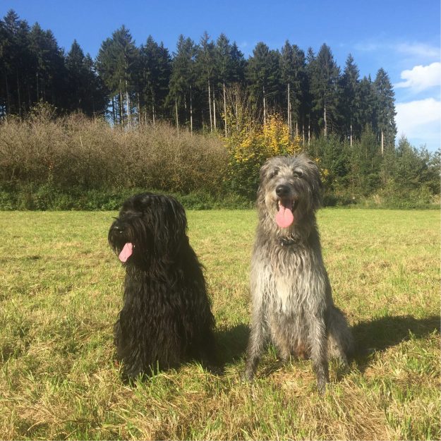 hunde